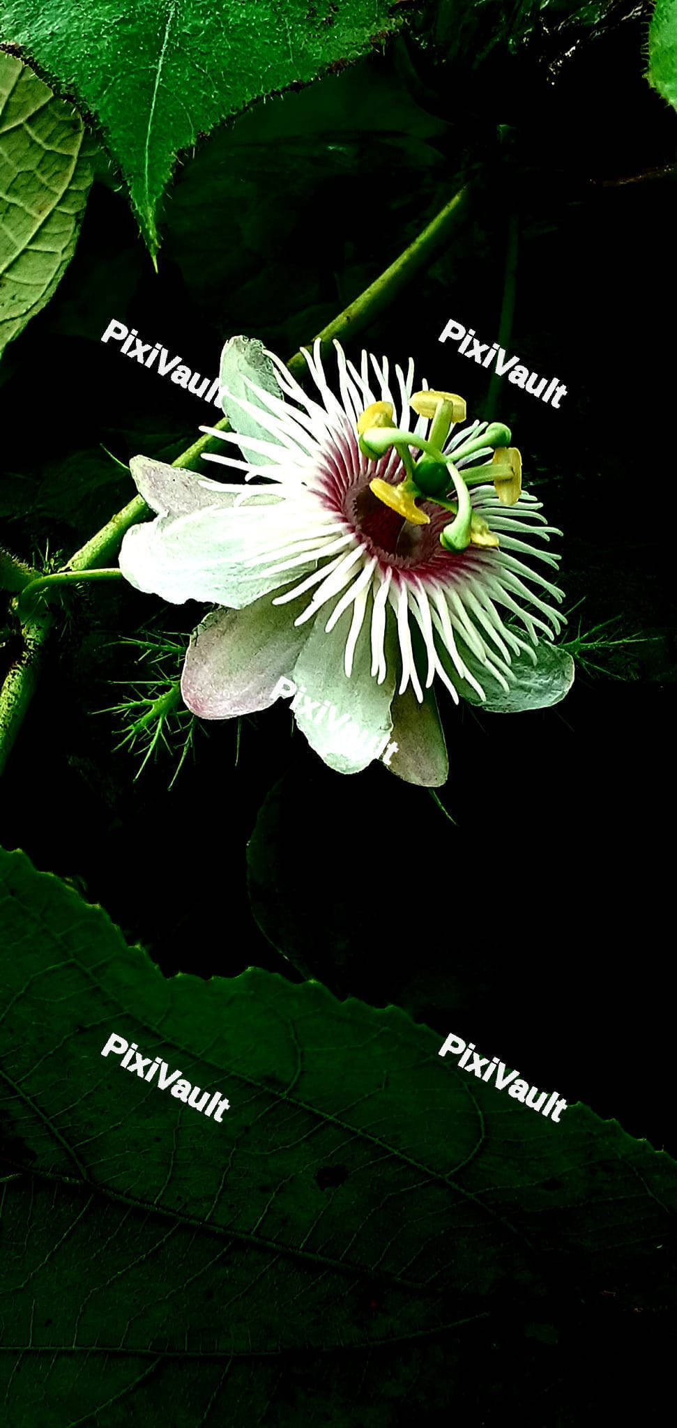 Passion fruit Flower